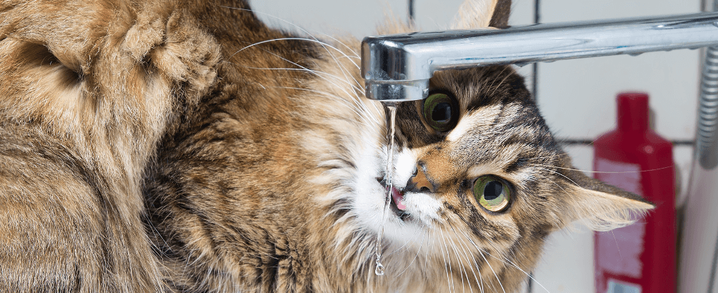 Should Cats Drink Purified Water?