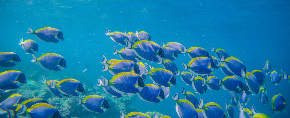 Do Fish Drink Water? Understanding the Fascinating World of Fish Hydration