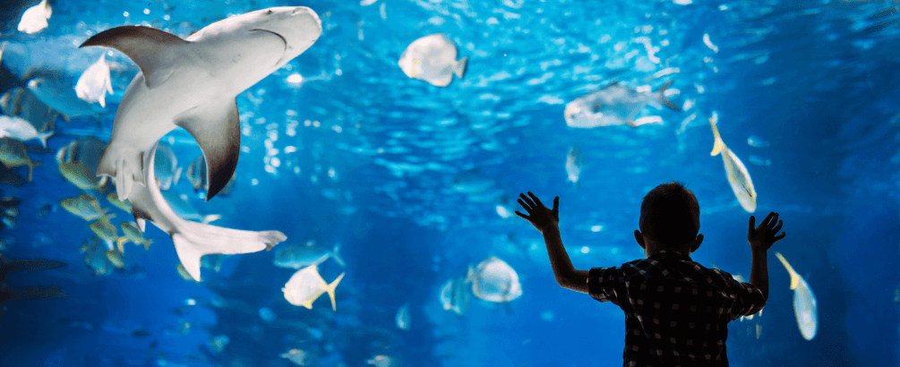 Why RO Water Is Essential for Your Aquarium’s Health?