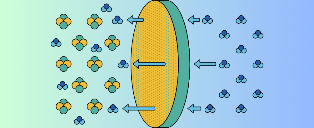 What Name Is Given to the Process by Which Water Moves Across a Membrane?
