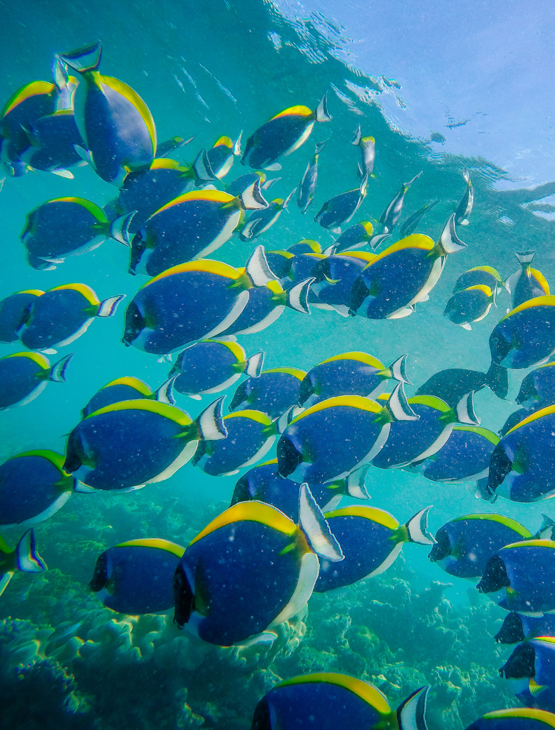 Do Fish Drink Water? Understanding the Fascinating World of Fish Hydration